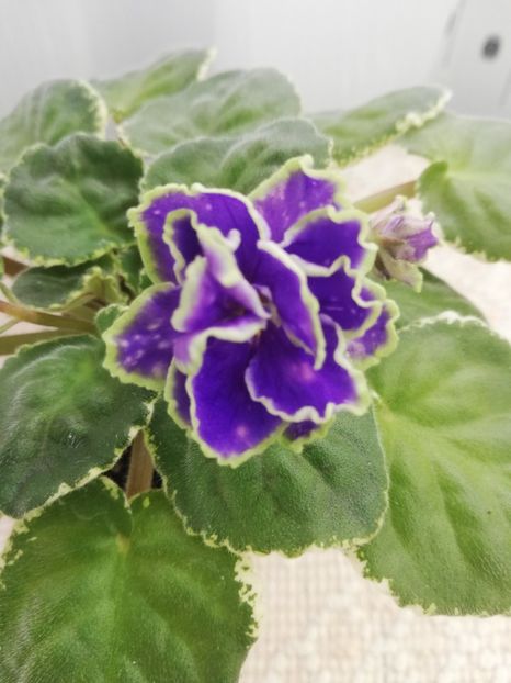 3 mar - ND Bosfor Vostochnyy