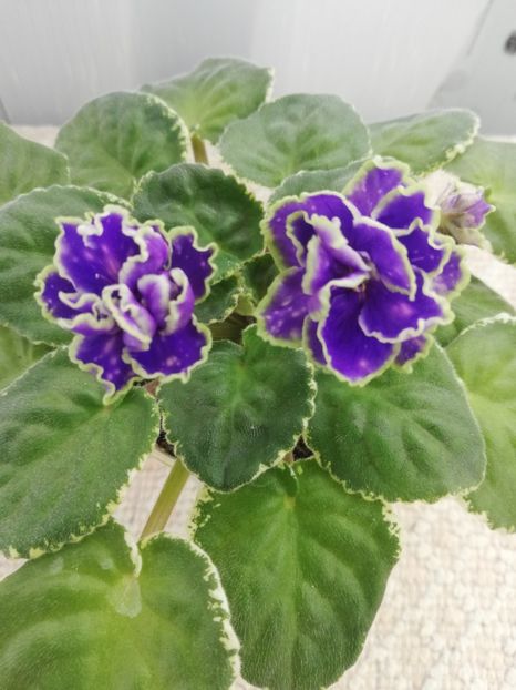 3 mar - ND Bosfor Vostochnyy