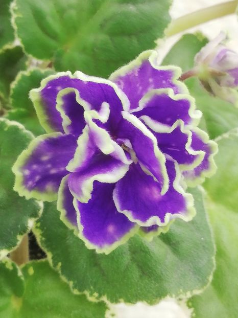 3 mar - ND Bosfor Vostochnyy