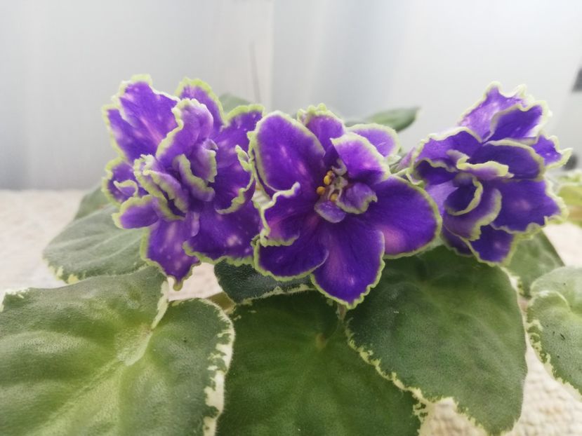 18 mar - ND Bosfor Vostochnyy