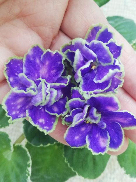 18 mar - ND Bosfor Vostochnyy