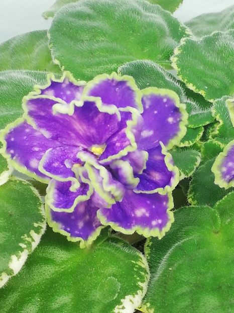 18 mar - ND Bosfor Vostochnyy