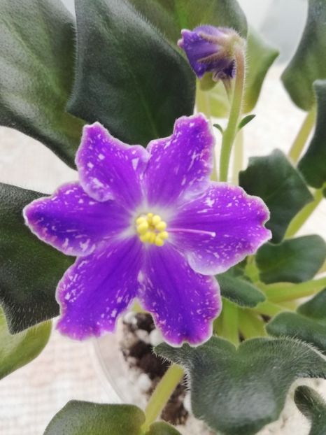 3 mar - ND Uraljskiye Samotsvety