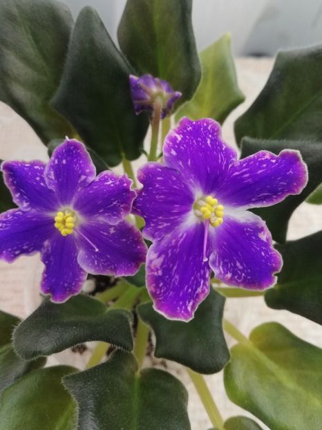 3 mar - ND Uraljskiye Samotsvety