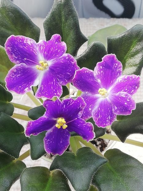 5 mar - ND Uraljskiye Samotsvety