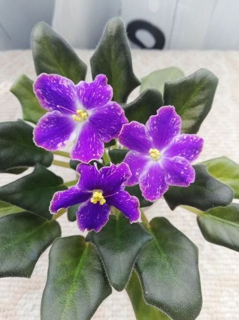 5 mar - ND Uraljskiye Samotsvety