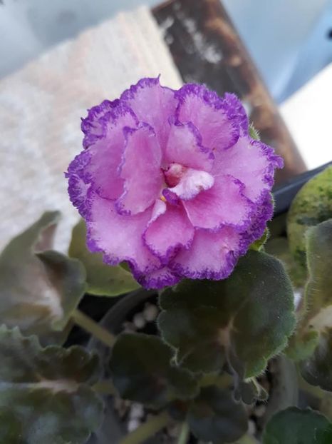 2 apr - LF Devochka s Veerom