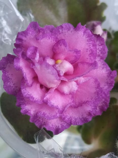 2 apr - LF Devochka s Veerom