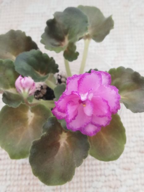 18 mar - LF Devochka s Veerom