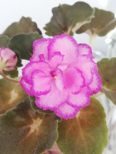 18 mar - LF Devochka s Veerom