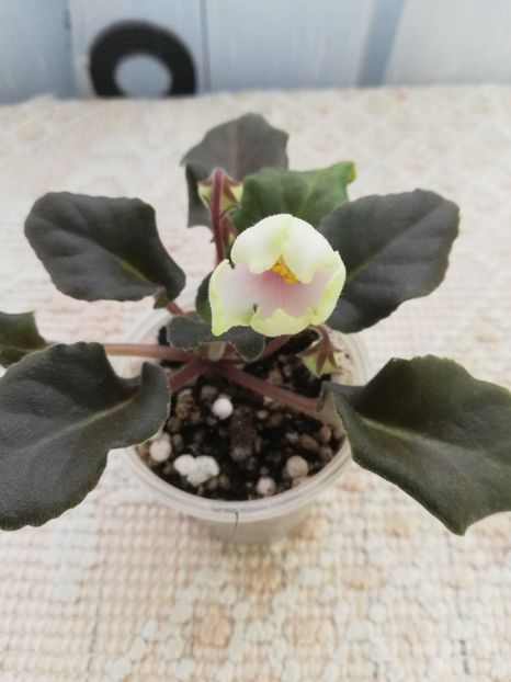 17 apr - LE Landishy