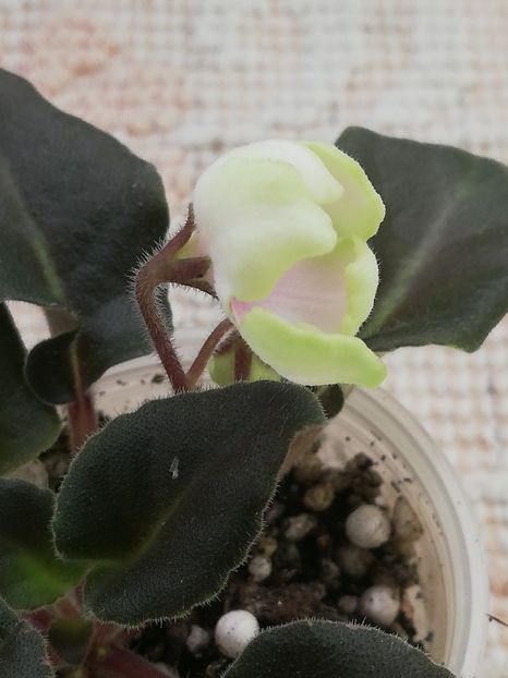 17 apr - LE Landishy