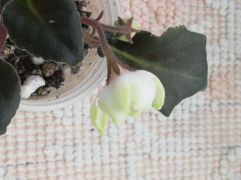 19 apr - LE Landishy