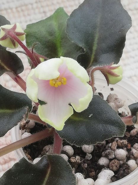 19 apr - LE Landishy