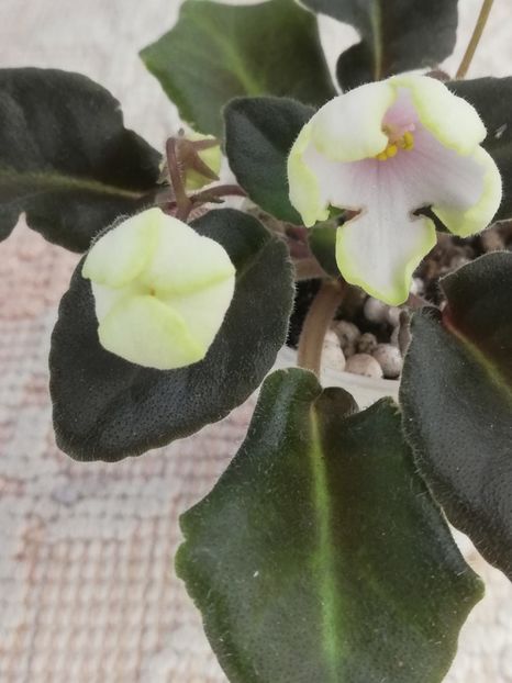 27 apr - LE Landishy