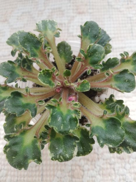 3 apr - Strawberry Girl