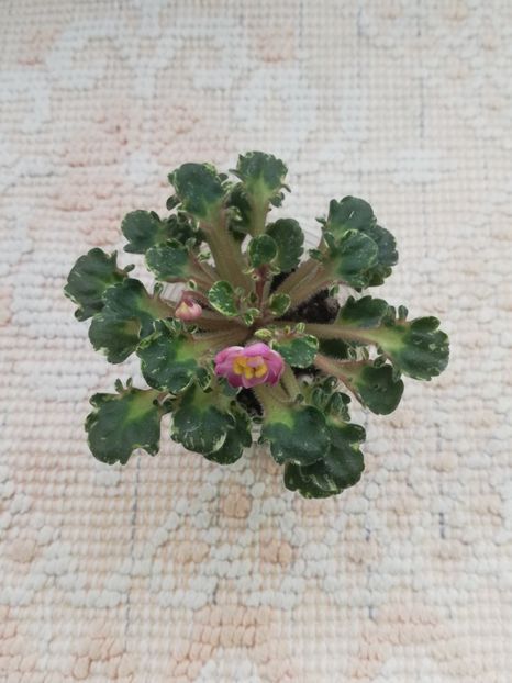 19 apr - Strawberry Girl