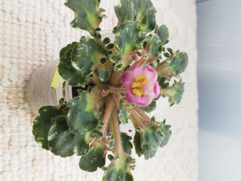 19 apr - Strawberry Girl