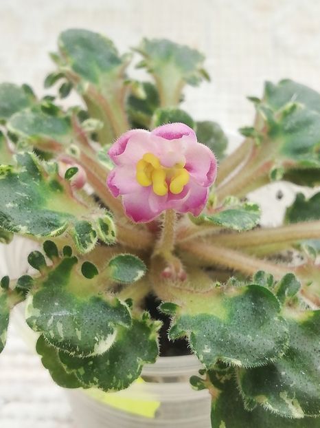 19 apr - Strawberry Girl