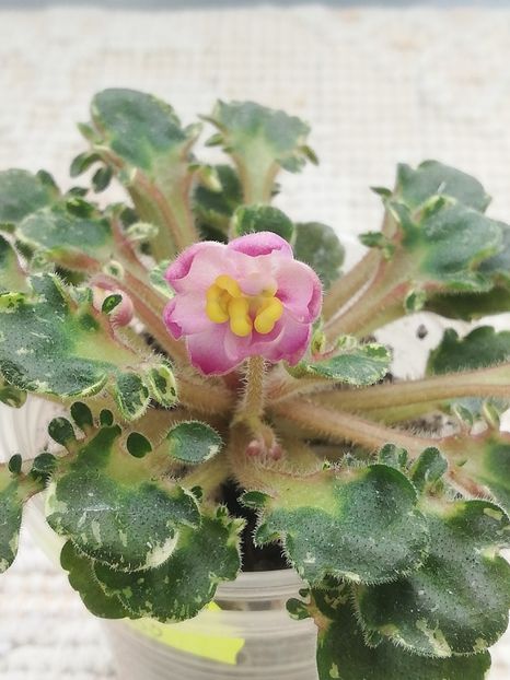 19 apr - Strawberry Girl