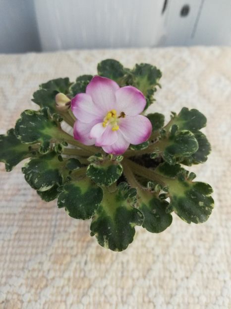 27 apr - Strawberry Girl