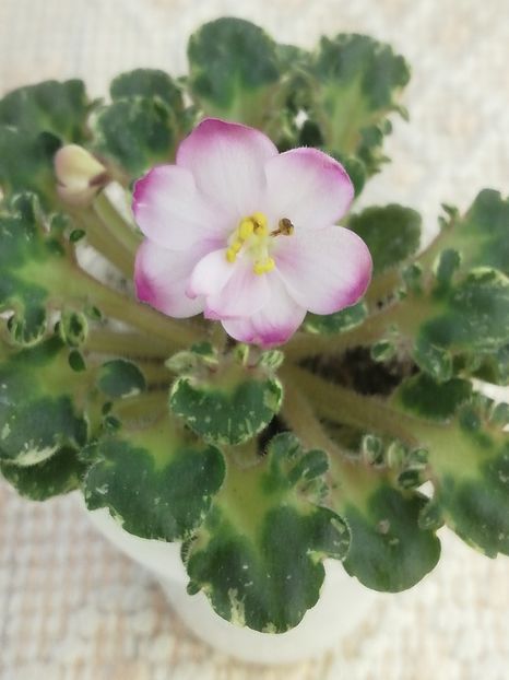 27 apr - Strawberry Girl