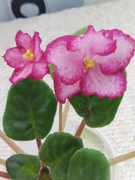 25 mar - Scarlet Sky