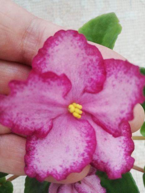 25 mar - Scarlet Sky