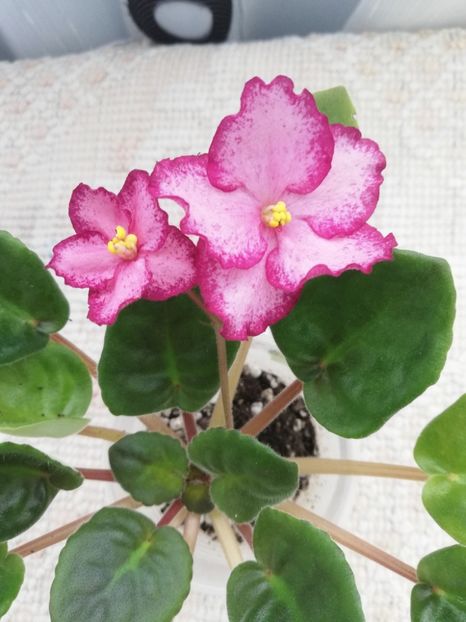 25 mar - Scarlet Sky