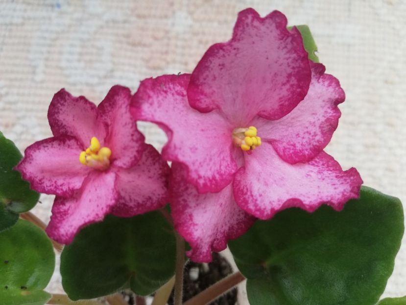 25 mar - Scarlet Sky