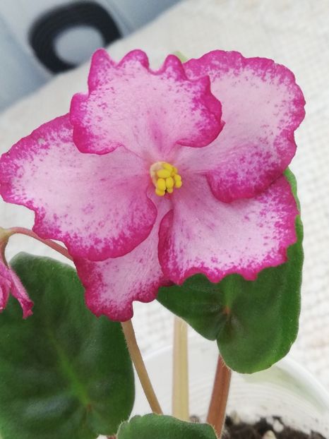 25 mar - Scarlet Sky