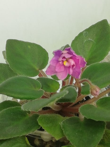 25 mar - Allegro Paisley Pony