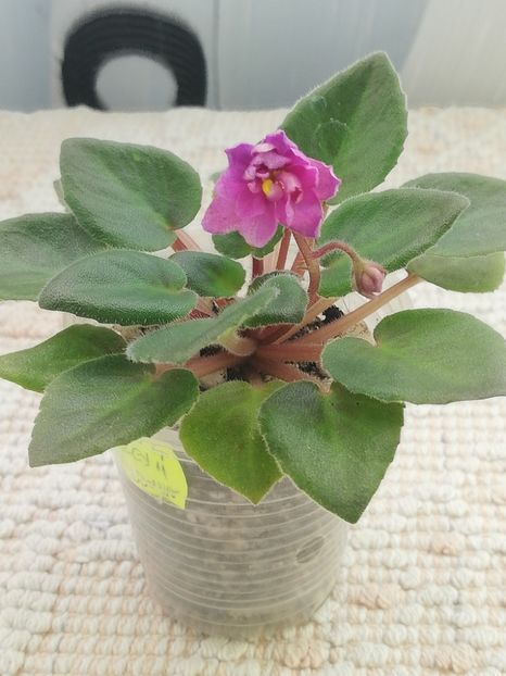 25 mar - Allegro Paisley Pony