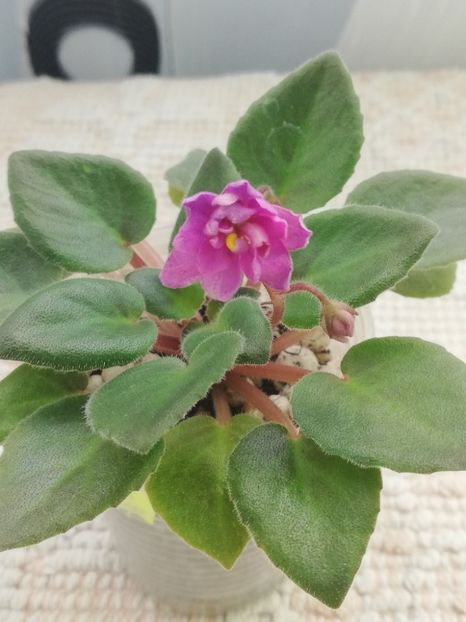 25 mar - Allegro Paisley Pony