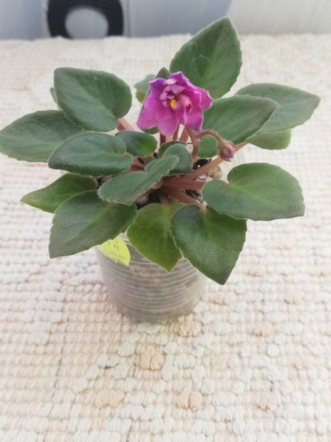 25 mar - Allegro Paisley Pony