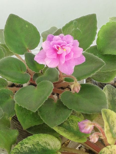 28 mar - Allegro Paisley Pony