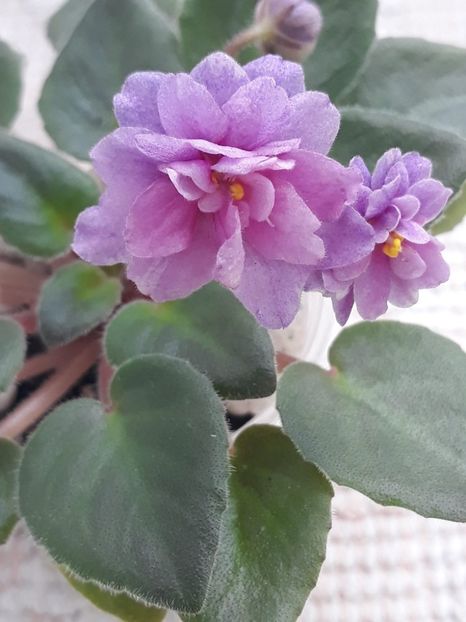 3 apr - Allegro Paisley Pony