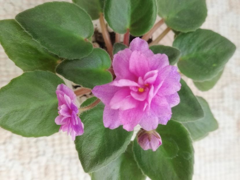 3 apr - Allegro Paisley Pony