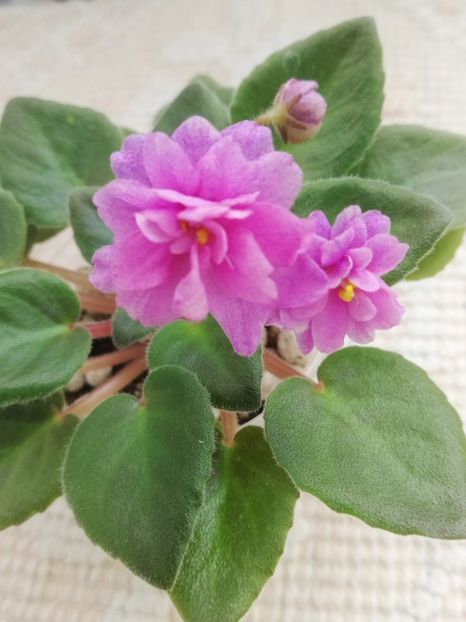 3 apr - Allegro Paisley Pony