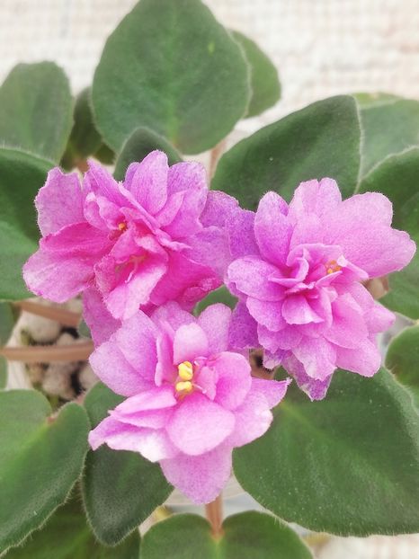 8 apr - Allegro Paisley Pony