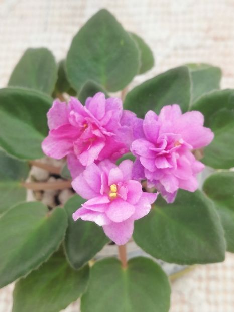 8 apr - Allegro Paisley Pony