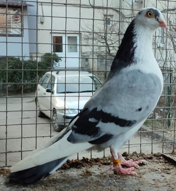  - Porumbei care mi-au aparținut 2