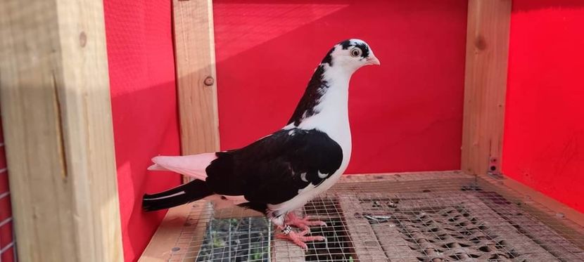  - Porumbei care mi-au aparținut 2