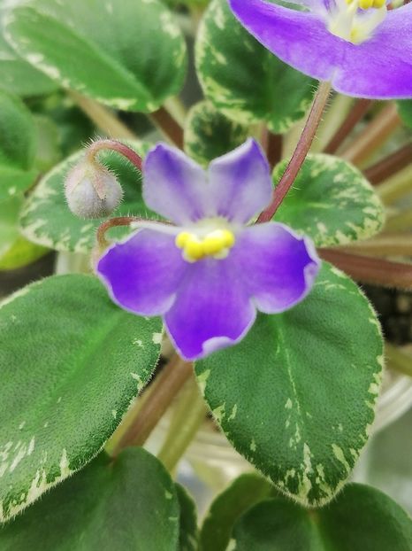 29 ian - Shirl s Blue Eyes