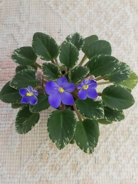 29 ian - Shirl s Blue Eyes