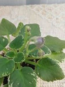 20 feb - Wesley s Depth of Reason