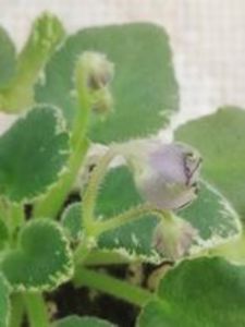 20 feb - Wesley s Depth of Reason