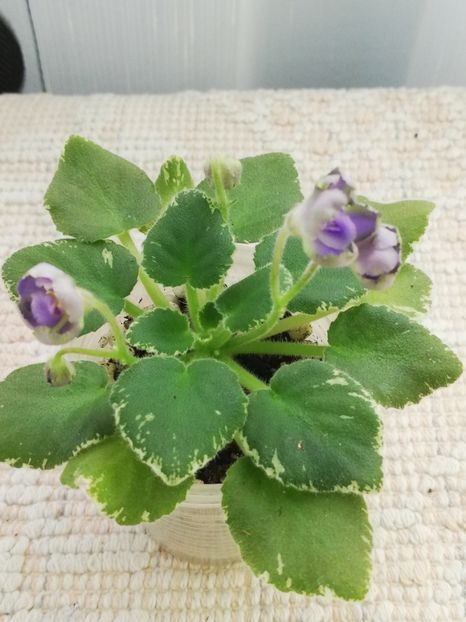 26 feb - Wesley s Depth of Reason