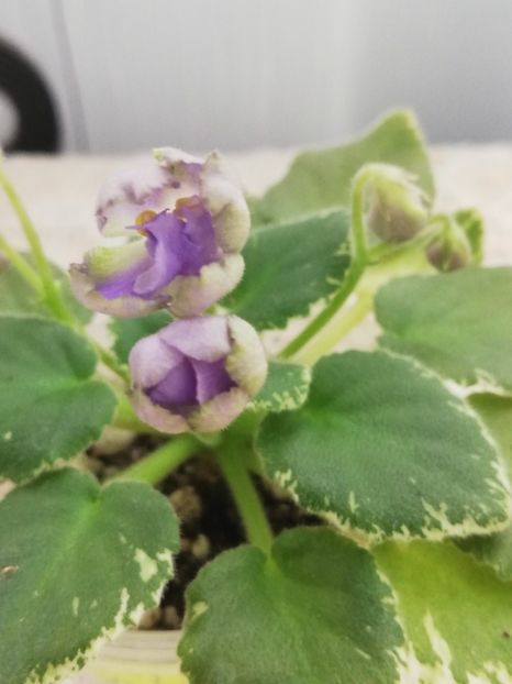 26 feb - Wesley s Depth of Reason