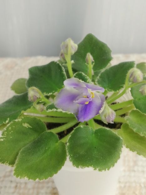 27 apr - Wesley s Depth of Reason